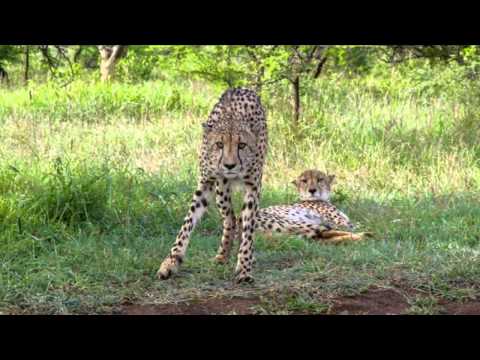 Zulu Nayla Demo Extended Cut