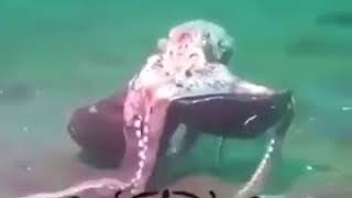 Субханаллах чудеса Аллаха