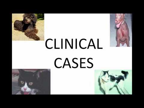 Thyroid Cases in Dogs and Cats