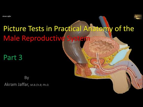 Anatomie des männlichen Fortpflanzungssystems 3