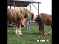 Amazing Hybrid Horse Breeding Mating Crossing Beautiful Reproduction Breeding Crossing Horse