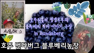 preview picture of video '[호주워홀] 블루베리 농장 픽커 이야기 극장 / blueberry farm story / workingholiday in Australia'