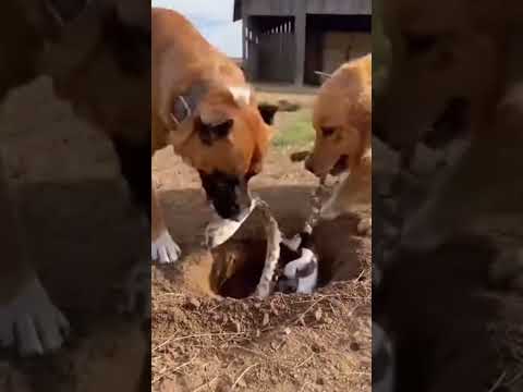 A Heartwarming Farm Rescue That Brings a Kitten Back to Its Mother😻🐶 #RescueStory #AnimalLove