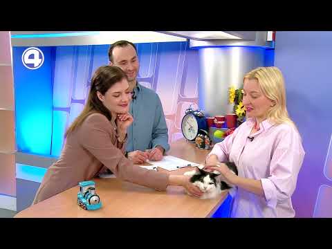 Ласковый кот Нежик ищет хозяев