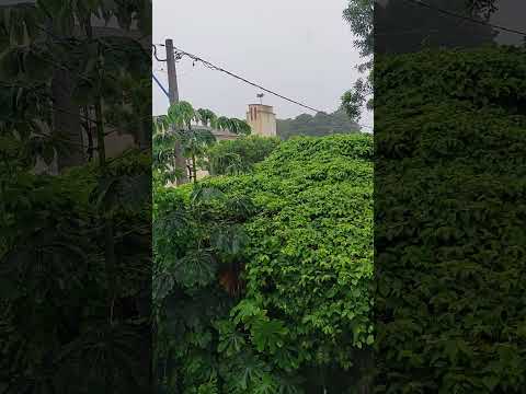 Chuva #maranhão #paisagemnatural #diadiarural #nordeste #interior #shortsfeed #palmeirândia #shorts