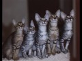 Colorpoint de Pelo Corto - Color point shorthair cat
