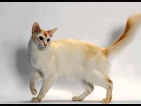Color point shorthair cat
