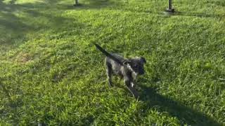 Video preview image #1 Mutt Puppy For Sale in Corona, CA, USA