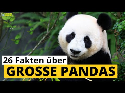 26 Steckbrief-Fakten über Große Pandas - Doku-Wissen über Tiere - für Kinder
