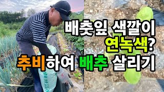 연녹색으로 죽어가는 배추잎~ 양분이 부족한 겁니다. 추비하여 살려보자!