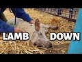 LAMB DOWN!!  …helping a down lamb, fixing broken tile, finishing corn and addressing a comment.