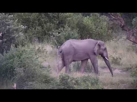 Djuma: Elephant - 18:16 - 03/19/20