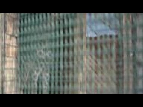 Chilean zoo welcomes baby giraffe