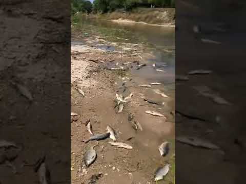 Mortandad de peces en el Arroyo Cululú