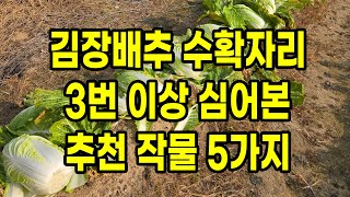 김장배추 수확하고 그자리에 3번 이상 심어본 작물 5가지