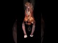 Horse Bodypaint Airbrush Body Art Illusion