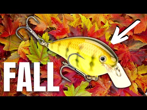 You Can't BEAT These 5 FALL Lures