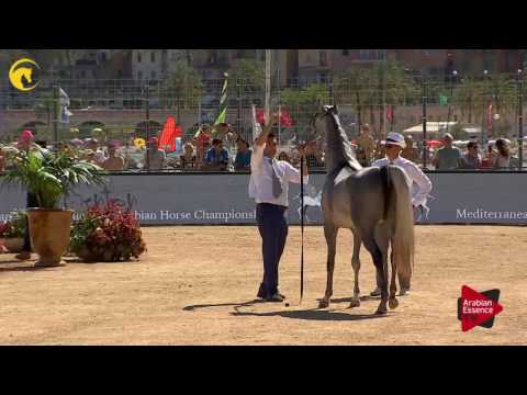 N.39 D AJAYEB - MENTON 2017 - Fillies 2 years old (Class 2B)