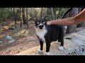 Cute Faced Tuxedo Cat Started Purring Loudly As Soon As I Petted It
