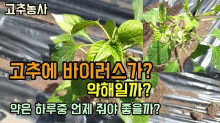 고추농사 고추에 바이러스일까 약해일까? 약과 영양제는 하루중 언제 줘야 좋을까?