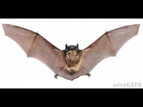 What Was Earth Like During the Eocene Epoch