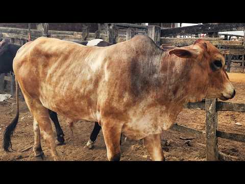 FEIRA DO GADO EM CARUARU-PE   24-02-2026 #nordeste