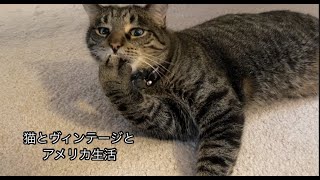 2020年のクリスマスの様子/猫とヴィンテージとアメリカ生活/海外生活vlog