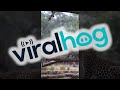 Two Leopards Getting Passionate || ViralHog