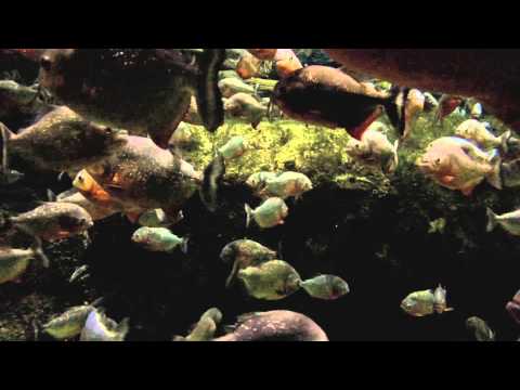 Piranhas in full HD Slow TV