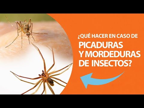 ¿Qué hacer en caso de picaduras y mordeduras de insectos?