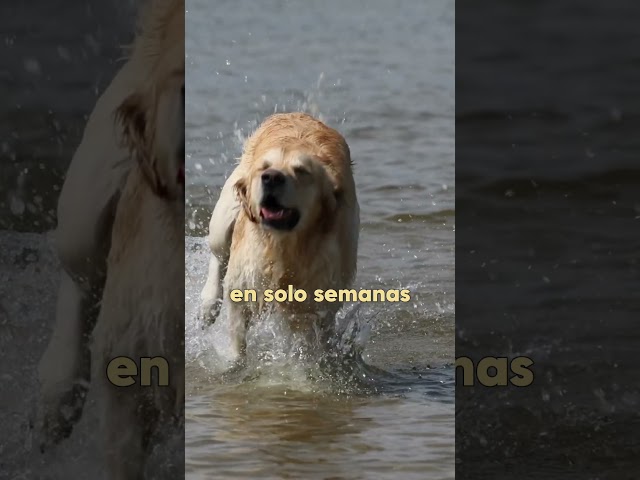 Vídeo relacionado con MyPetPrime Articulaciones Perros 250 comprimidos Nueva Fórmula JointSupport