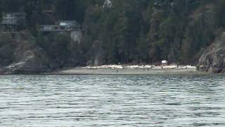 preview picture of video 'Orcas at Keats Island'