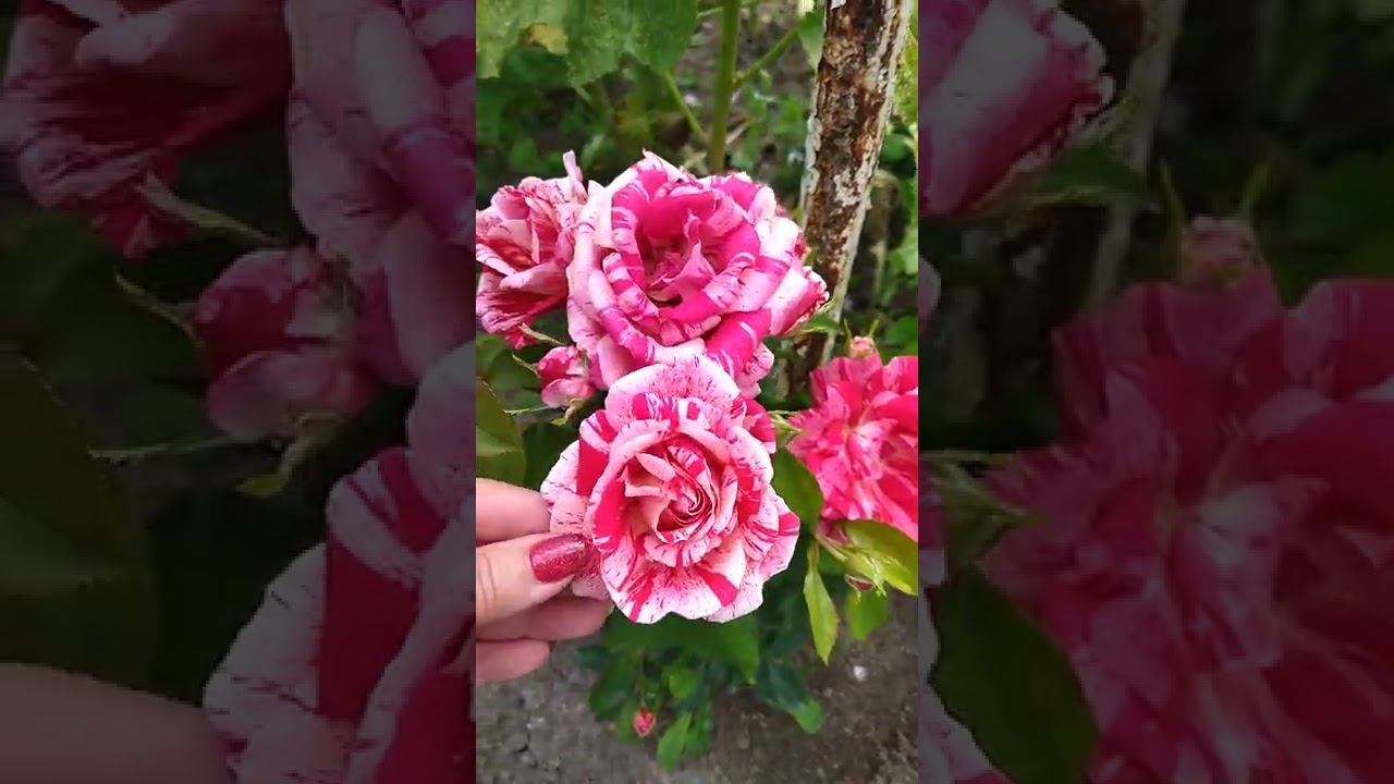 роза Пичард Фердинанд