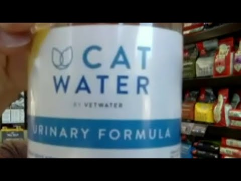 How to keep your cat hydrated