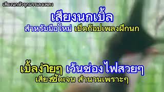 เสียงนกกรงหัวจุก | เบิ้ลง่ายๆ เว้นช่องไฟสวยๆ สำหรับมือใหม่เปิดฝึกนกติดง่าย100% | #นกครูอาชีพ
