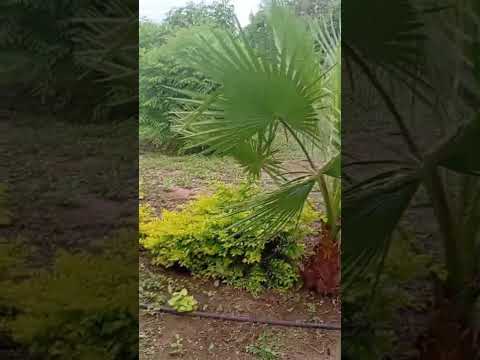 Finca La Michi - La Fragua _ El Mojón - Dpto. Pellegrini.04/03/2026