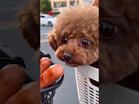 she just wants to eat #shortsvideo