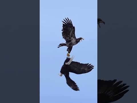 Wild dance in the sky