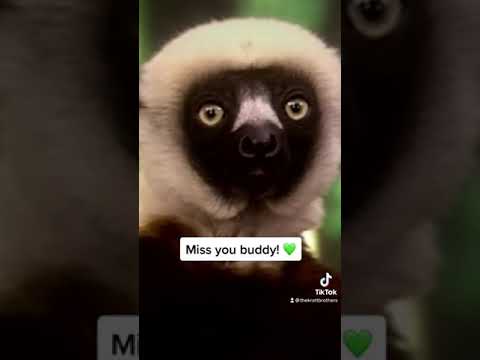 Zoboomafoo (Wildest Dreams TikTok Trend) #Shorts