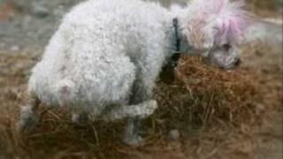 Polly had a Poodle - Matt McGinn