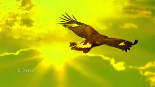 Leo Rojas - El Condor Pasa