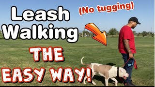 How to train your Pit bull Leash Walking! (No pulling)