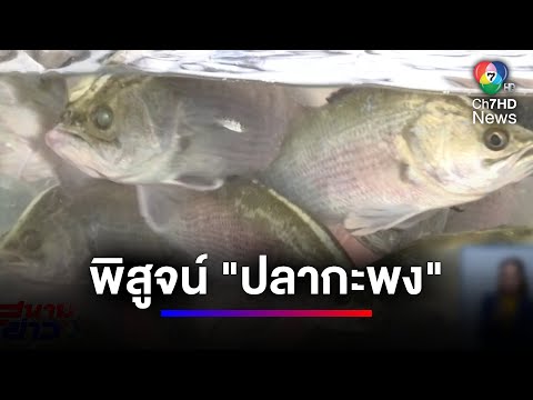 คลิกเพื่อดูคลิปวิดีโอ