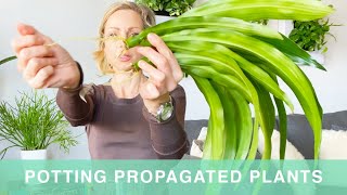 Potting Water Propagated Plants - Green Moments With Juliette Ep #16