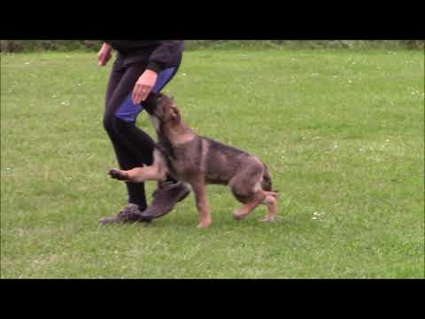 Hunter Anilorak - obedience - 2,5 months