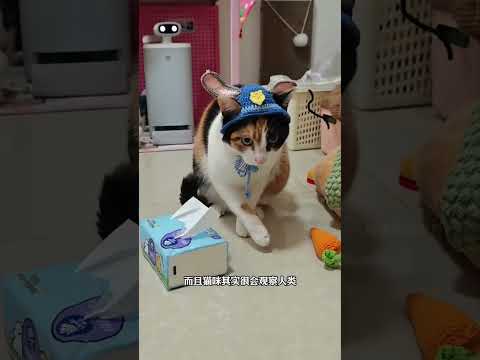 当你给猫咪看你的美甲时 它就会试图教你怎么收回去 #动物科普 #动物解说 #猫咪