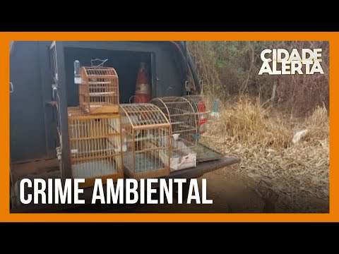 Multa de 17 mil reais é aplicada após resgate de aves presas em gaiolas em Conceição das Alagoas