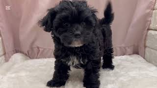 ハーフ犬の動画01