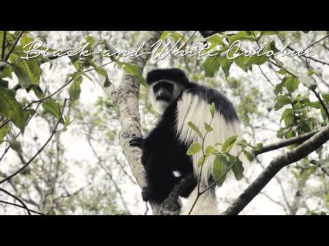 Primate Highlights