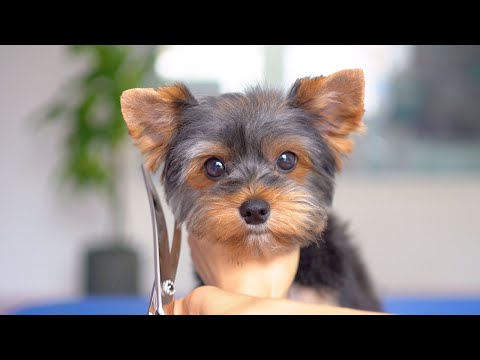 The happiness of grooming an adorable puppy yorkshire terrier!✂️❤️🐶